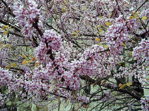 redbud flowers